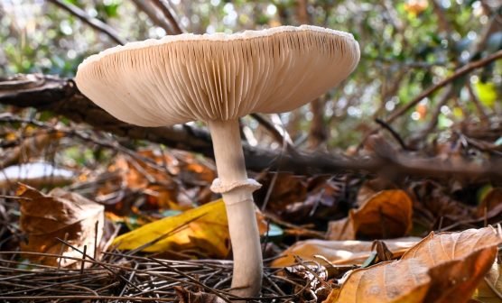 mushroom-9433331_1920 mushroom-9433331_1920